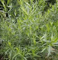 เมล็ดพันธุ์ รัสเซียน ทาร์รากอน Artemisia dracunculus Russian tarragon 300 เมล็ด เมล็ดพันธุ์นำเข้าจากอังกฤษ