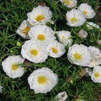 20 เมล็ดพันธุ์ Seeds เมล็ด คุณนายตื่นสาย หรือ แพรเซี่ยงไฮ้ Portulaca grandiflora Seed อัตราการงอก 80-85%