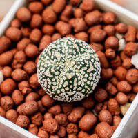 แอสโตรไฟตั้มซุปเปอร์ห้าพูวี  Astrophytum Super V