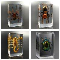 Real Insect Specimen Scorpion Spider Wasp Beetle Transparent Resin Ideas Small Ornament Teaching Observation Childrens Hobbies