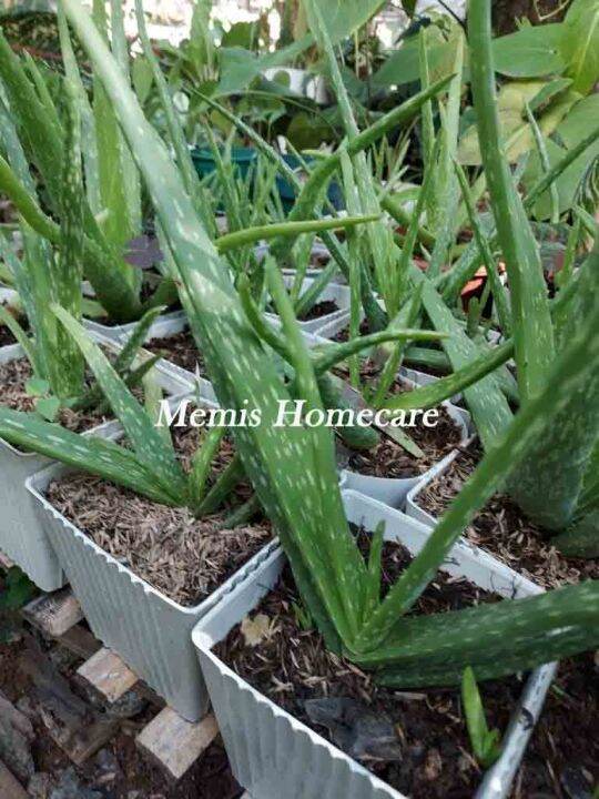 Aloe Vera Plant / Air Purifying Plant Lazada PH