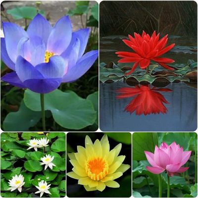 8 เมล็ด คละสี เมล็ดบัว บัวญี่ปุ่น บัวญี่ปุ่นแคระ เมล็ดเล็ก ดอกดกทั้งปี ของแท้ 100% Lotus Waterlily seeds มีคู่มีวิธีปลูก รหัส 010