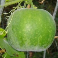 เมล็ดพันธุ์ ฟักแฟง ผลกลม ฟักหอมกลม WAX GOURD  150 เมล็ด  [10 แถม 1 คละได้]