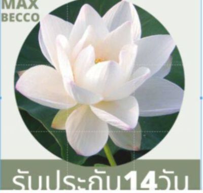 5 เมล็ดบัว ดอกสีขาว ดอกเล็ก พันธุ์แคระ จิ๋ว ของแท้ 100% เมล็ดพันธุ์บัวดอกบัว ปลูกบัว เม็ดบัว สวนบัว บัวอ่าง Lotus