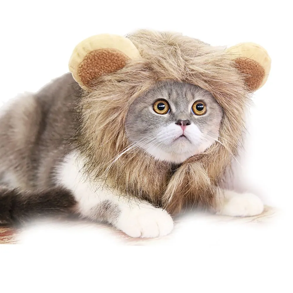 is lion a cat or dog