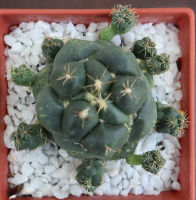 ช้างแคคตัส (Coryphantha elephantidens) แคคตัสน่ารัก แคคตัสสวยงาม แคคตัสยอดนิยม กระบองเพชร จัดส่งแบบถอดราก