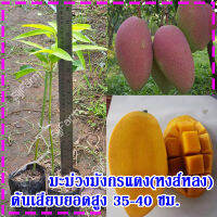 1 ต้น ต้นพันธุ์มะม่วงมังกรแดง(Reddragon Mango) หรือมะม่วงพันธุ์หงส์หลง ต้นเสียบยอดสูง 35-40 ซม.จัดส่งพร้อมถุงเพาะชำ