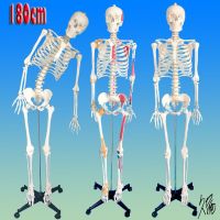 Human body skeleton model of human body skeleton skeleton 180 cm organs nerve study AIDS will move decoration