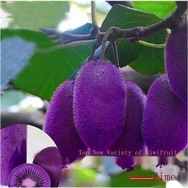 planting a variety of fruits fruit potted plant grafting kiwi fruit