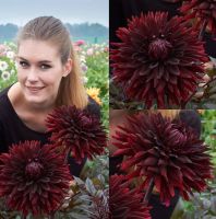 1 หัว/ออเดอร์ รักเร่ Dahlia Bulb สายพันธุ์ Black Jack หัวรักเร่ ดอกไม้ หัวหน่อ เหง้า นำเข้า เนเธอร์แลน หัวสดใหม่