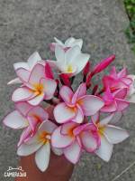 ลีลาวดี สีขาวชมพู(3 กิ่ง)ยาว30ซม. กิ่งสด จำปา Frangipani, Plumeria Temple Tree Graveyard Tree(สินค้าพร้อมส่ง)