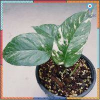 Epipremnum Pinnatum Variegated อิพิพรีนั่ม ด่างขาว flashsale ลดกระหน่ำ