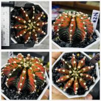 ยิมโนด่าง ไม้เมล็ด คัดฟอร์ม กระบองเพชร แคคตัส Gymnocaliciam Cactus