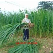 Hạt Giống Cỏ Voi Lai F1 Không Lông Lá Mềm Năng Suất Cao- Cỏ Cao Lương
