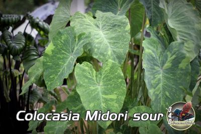 บอนโคโลคาเซีย มิโดริ ซาวร์ Colocasia Midori Sour (ขุดสดตามออร์เดอร์ แช่น้ำยากันเชื้อราก่อนจัดส่ง)