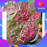 ไก่ราชาวดี บอนสีไก่ราชาวดี Caladium Thailand