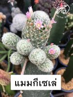 แมมกีเซเล แมมกิเซเร่ กิเซเล กีเซเล่ กีเซเร่ กิเซเร่ Mammillaria giselae แมมกีเซเล่ แมมกิเซเล ต้นกระบองเพชร cactus