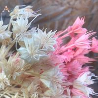 40g Dried Flowers Star Anise Flower Branch Party Accessory Natural Dry Eternelle Flower Bouquet Home Decor Floral Arrangement