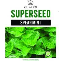 ถูก !!! เมล็ด SPEAR MINT สเปียร์มินต์