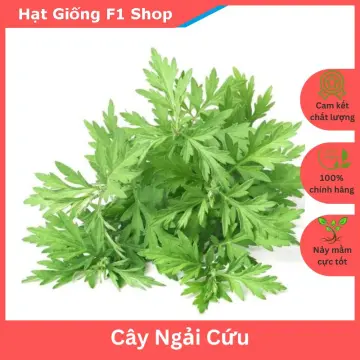 Cây ngải cứu có tác dụng gì trong y học?
