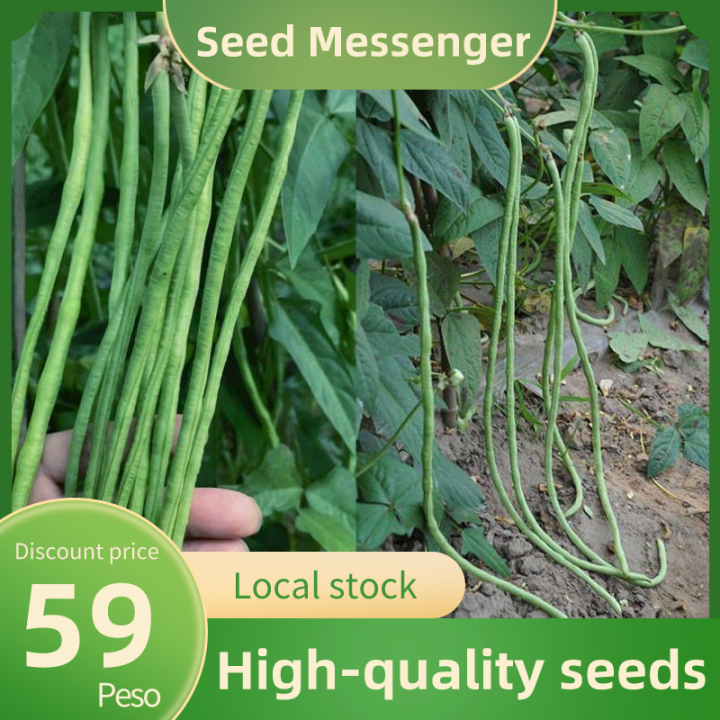(Tender White Kidney Bean Seeds)High yield F1 hybrid seed vegetable