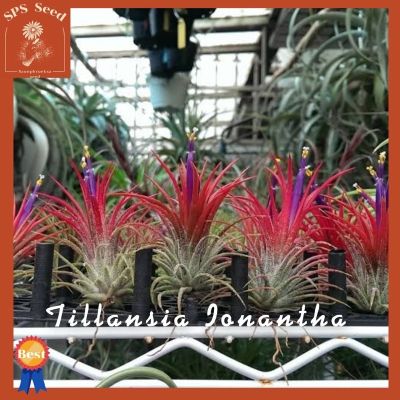 ( PRO+++ ) โปรแน่น.. ทิลแลนเซีย ขนาดใหญ่ ชุดละ 10 ต้น Tillandsia Ionantha ราคาสุดคุ้ม พรรณ ไม้ น้ำ พรรณ ไม้ ทุก ชนิด พรรณ ไม้ น้ำ สวยงาม พรรณ ไม้ มงคล