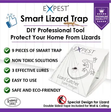 Easy Lizard trap  Creative DIY Lizard Trap Using Bottle 