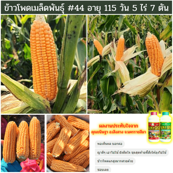 ปุ๋ย-บูม-99-ส่งฟรี-ปุ๋ยเร่งฝัก-สำหรับข้าวโพด-ฝักงาม-ฝักใหญ่-เม็ดสวย-ปุ๋ยน้ำ-บูม99-ลดการระบาดของเพลี้ยหนอนแมลง