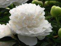 20 เมล็ด เมล็ดโบตั๋น ดอกโบตั๋น ดอกพีโอนี (Peony) สีขาว White Peony ดอกไม้นี้​เป็นสัญลักษณ์ของความมั่งคั่งร่ำรวย ความซื่อสัตย์ อัตรางอก 70-80%