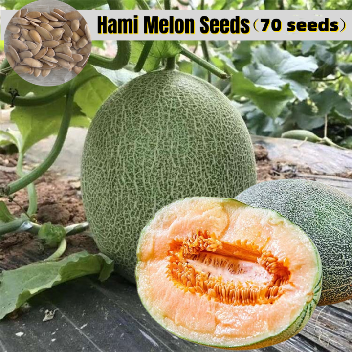 [Easy To Grow In Philippines] 100 Seeds Hami Melon Seeds for Sale Sweet