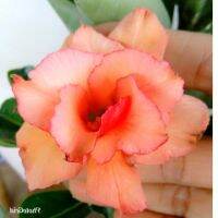 12 เมล็ด เมล็ดพันธุ์ ชวนชม สายพันธุ์ไต้หวัน ดอกสีส้ม Adenium Seed กุหลาบทะเลทราย Desert Rose ราชินีบอนไซ อัตราการงอกสูง 80-90% มีคู่มือปลูก