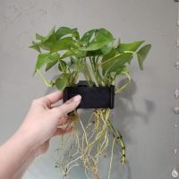 【lz】✟  Pendurado Aquário Planta Titular Pote De Plantas Aquáticas com Furo Plantador De Aquário Copos para Plantas Emersed Aquascape Decorações