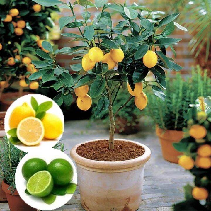 HOT lemon meyer yuzu lemon blood lime fruit tree seeds | Lazada PH