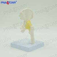 Small children hip with femoral joint ligament human body skeleton model of motion system medical orthopaedics pain