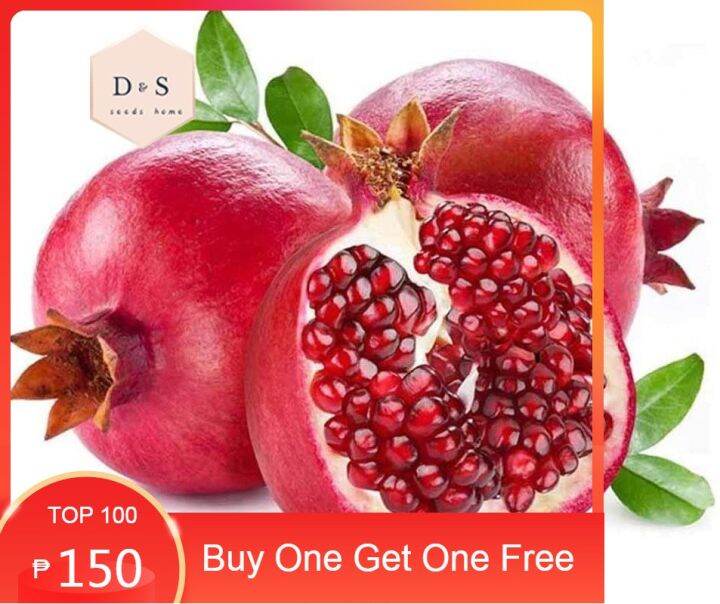 [Buy One Get One Free] Organic Pomegranate Fruit Tree Seeds, 10pcs