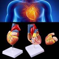 Livi disassembled anatomical Human Heart Model Anatomy เครื่องมือการแพทย์