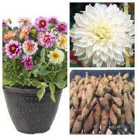 1 เหง้า/ชุุด รักเร่ Dahlia Bulb สายพันธุ์ Snowflake หัวรักเร่ ดอกไม้ หัวหน่อ เหง้า นำเข้า เนเธอร์แลน หัวสดใหม่