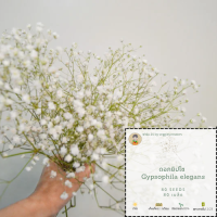 เมล็ดดอกไม้ยิปโซ Gypsophila Elegans Babys Breath