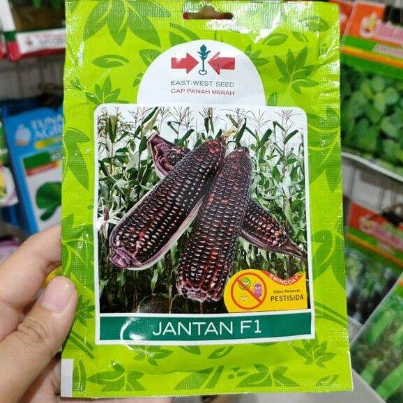 Benih Jagung Jantan F1 Isi 200 Bj Benih Jagung Hitam Benih Jagung