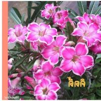 10 เมล็ด เมล็ดพันธุ์ ชวนชม สายพันธุ์ไต้หวัน ดอกสีม่วง Adenium Seed กุหลาบทะเลทราย Desert Rose ราชินีบอนไซ อัตราการงอก 80-90% มีคู่มือปลูก