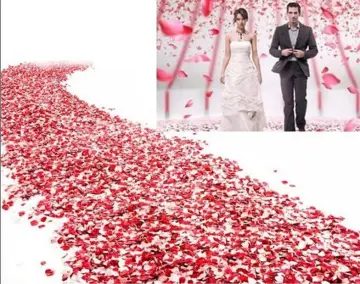 Rose Petals Pack of 1000 - Valentines Day Decorations, Red Rose Petals for  Romantic Decorations Special Night, Wedding, Anniversary, Rose Petals  Dried Organic