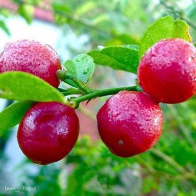 20 เมล็ดพันธุ์ เมล็ด มะนาวแดง ผลสีแดง Red Lemon Tree seed Organic Fruit seed Bonsai Blood Orange seed อัตราการงอก 80-85%.