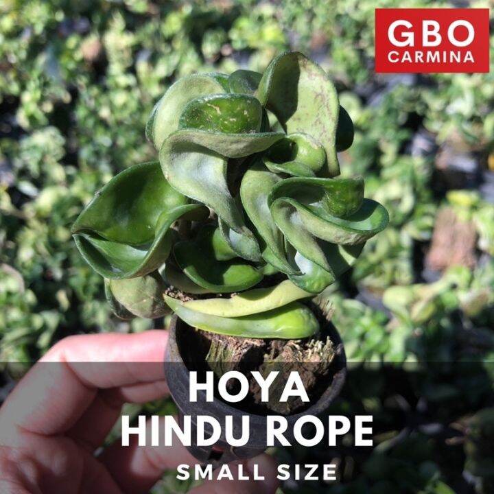HOYA HINDU ROPE LIVE PLANT Lazada PH