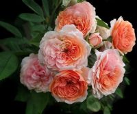 กุหลาบพวง Floribunda Rose Seeds 30 เมล็ด Garden Seeds เมล็ดพันธุ์  สีโอรส ดอกหอม นำเข้าจากต่างประเทศ พร้อมคู่มือ