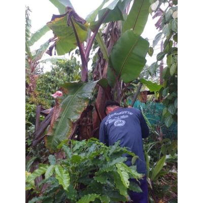 ( โปรโมชั่น++) คุ้มค่า กล้วยนากยักษ์..ต้นสูงใหญ่ ราคาสุดคุ้ม พรรณ ไม้ น้ำ พรรณ ไม้ ทุก ชนิด พรรณ ไม้ น้ำ สวยงาม พรรณ ไม้ มงคล