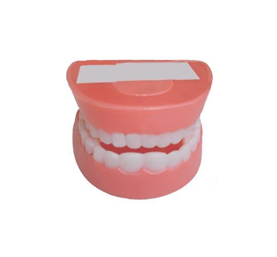 Tổng hợp 82 hình về mô hình hàm răng mầm non  NEC