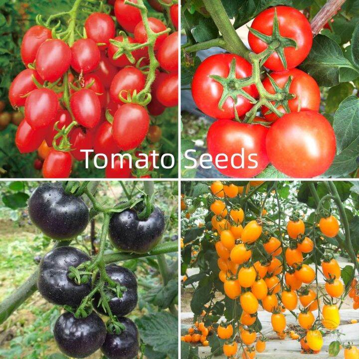 Black Pearl Cherry Tomato Legal Seeds Fresh and Fast Variety High