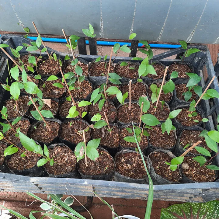 NanaysBest Laurel Plants 2 to 4 Inches Laurel plant for sale Laurel