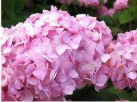 20 เมล็ด เมล็ดไฮเดรนเจีย Hydrangea seedสีชมพู ไฮเดรนเยียสายพันธุ์ฝรั่งเศส ของแท้ 100% อัตราการงอก 70-80% มีคู่มือปลูก