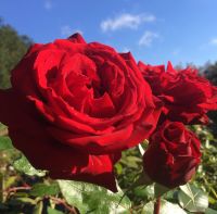 30 เมล็ด เมล็ดพันธุ์ กุหลาบพวง Floribunda Rose Seed สีแดง ดอกหอม นำเข้าจากต่างประเทศ พร้อมคู่มือ